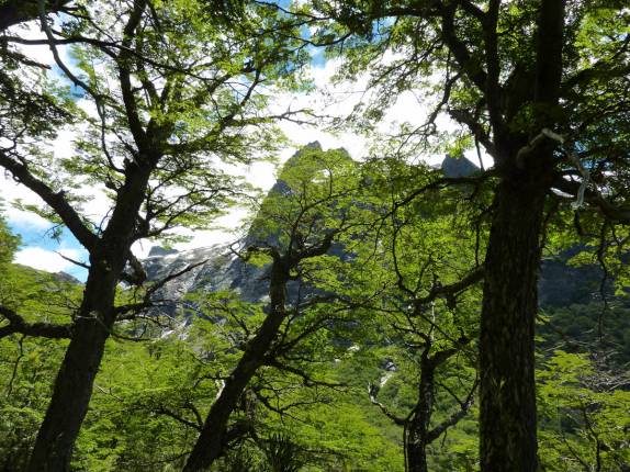Atravessando bosque na trilha rumo ao Refúgio San Martín, na região de Bariloche, na Argentina